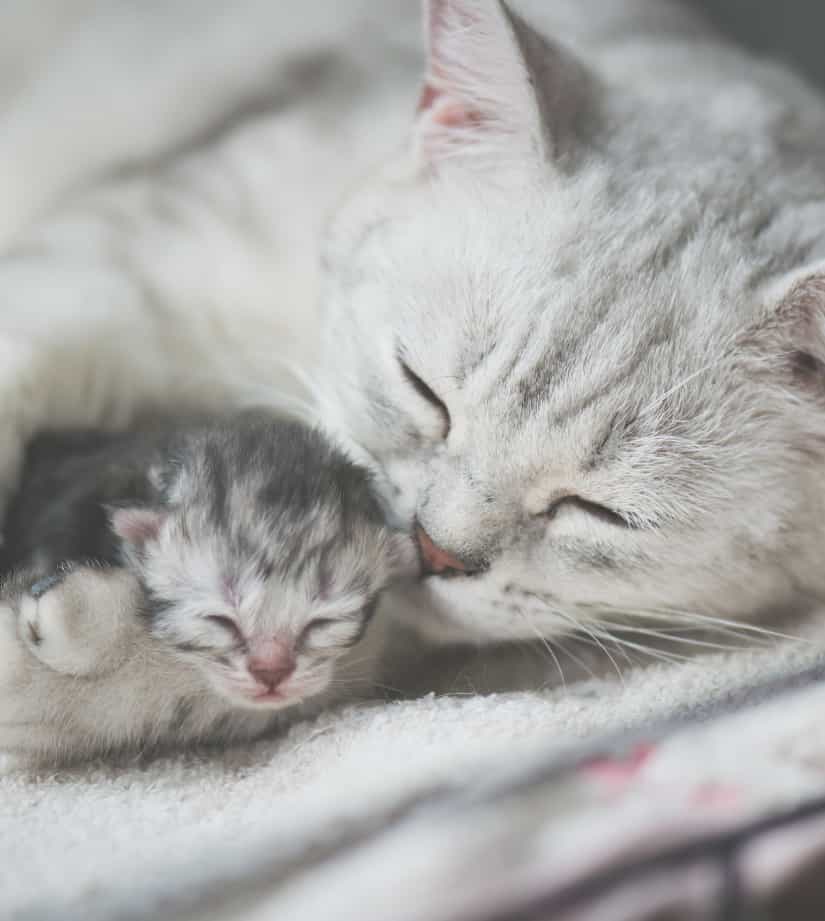 Les soins de l'hôpital vétérinaire Carcajou