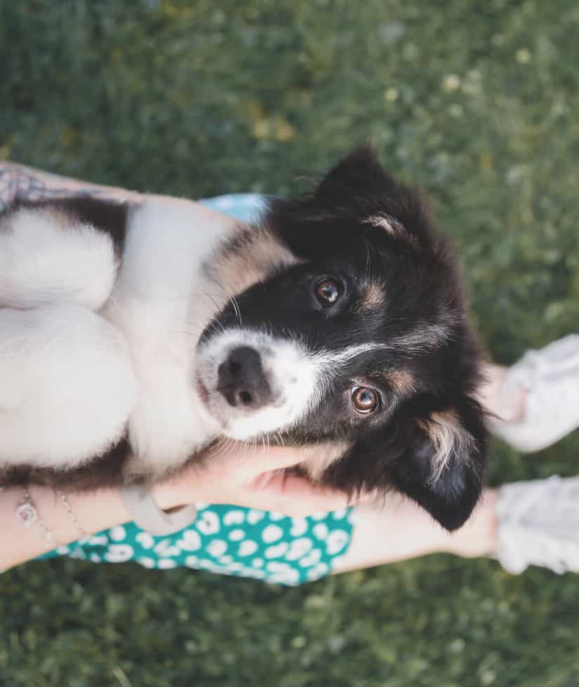 Les soins de l'hôpital vétérinaire Carcajou