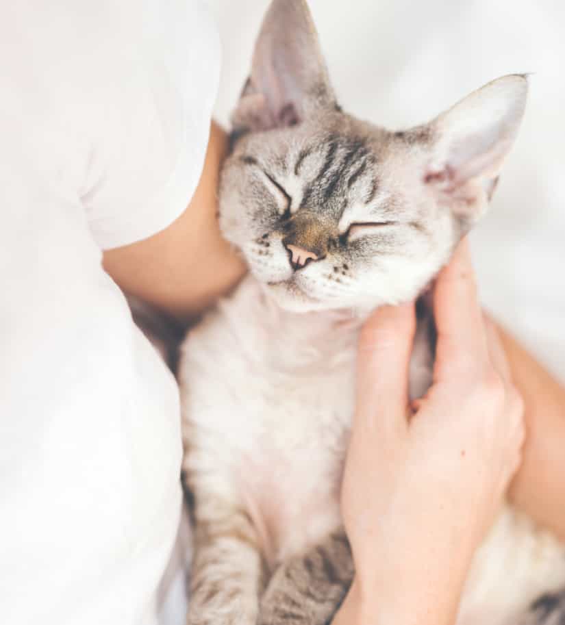 Les soins de l'hôpital vétérinaire Carcajou