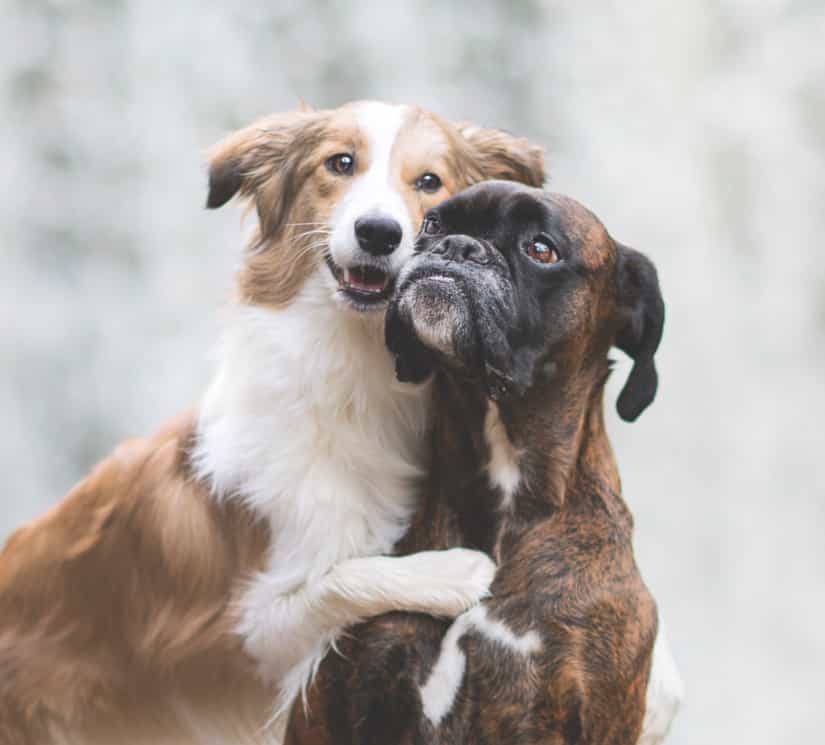 Les soins de l'hôpital vétérinaire Carcajou