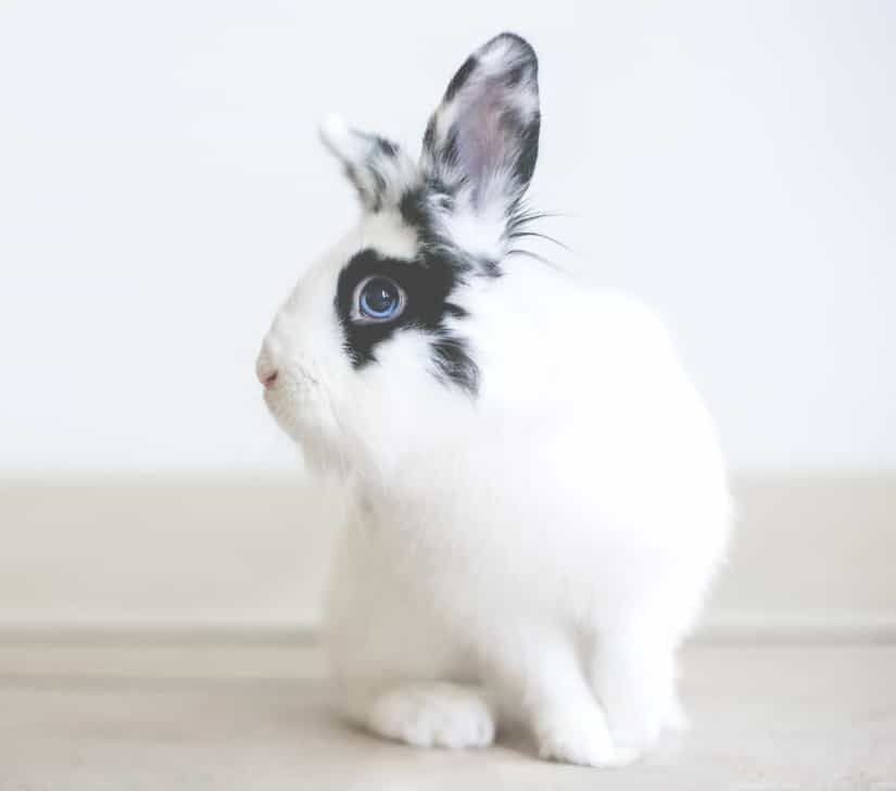 Les soins de l'hôpital vétérinaire Carcajou